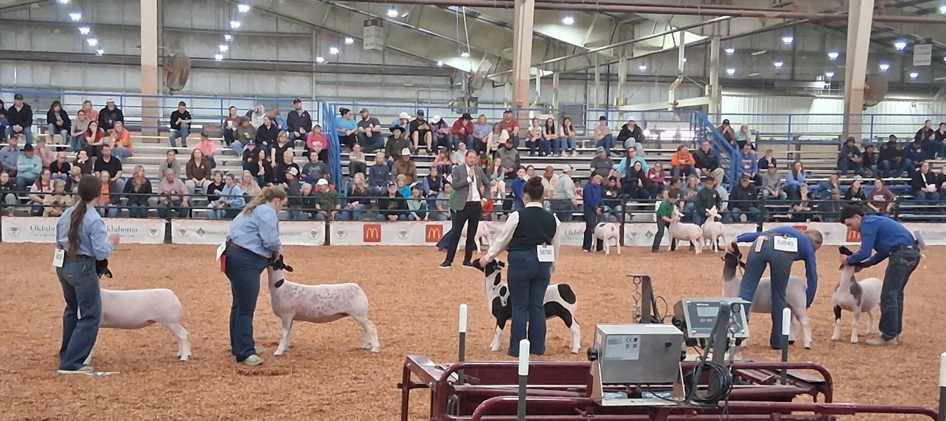 OYE Sheep Skillathon Photo